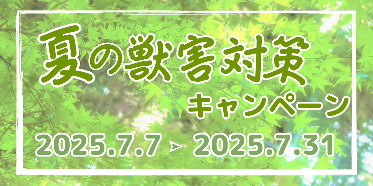 サマーセール